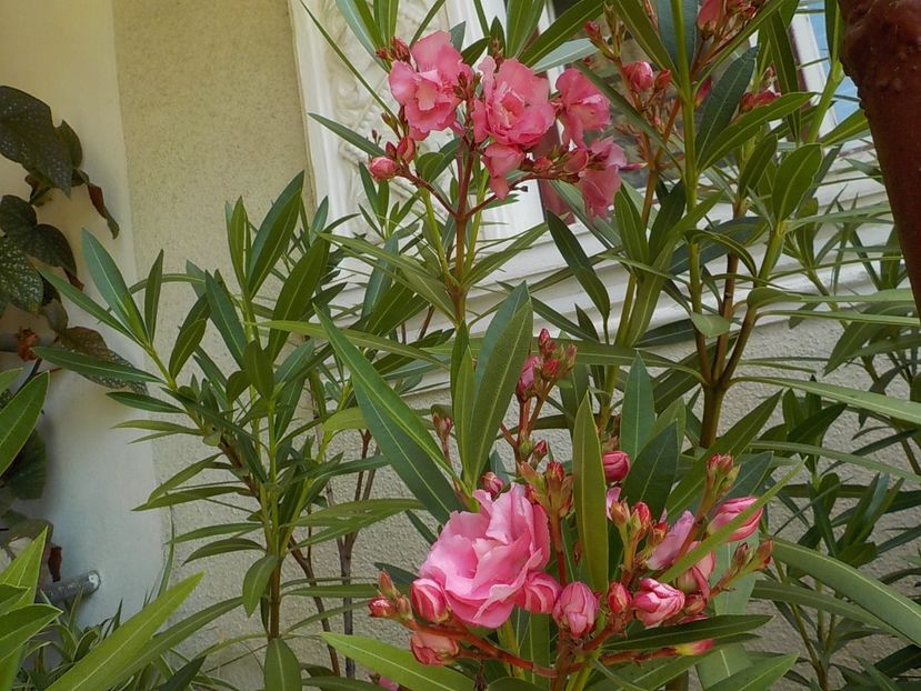  - roseum plenum 21