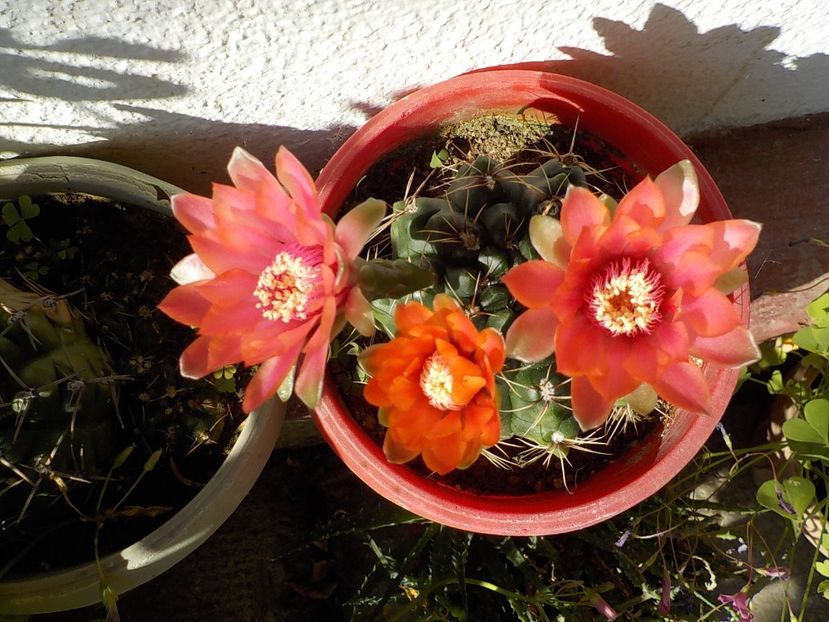  - gymnocalicium horstii