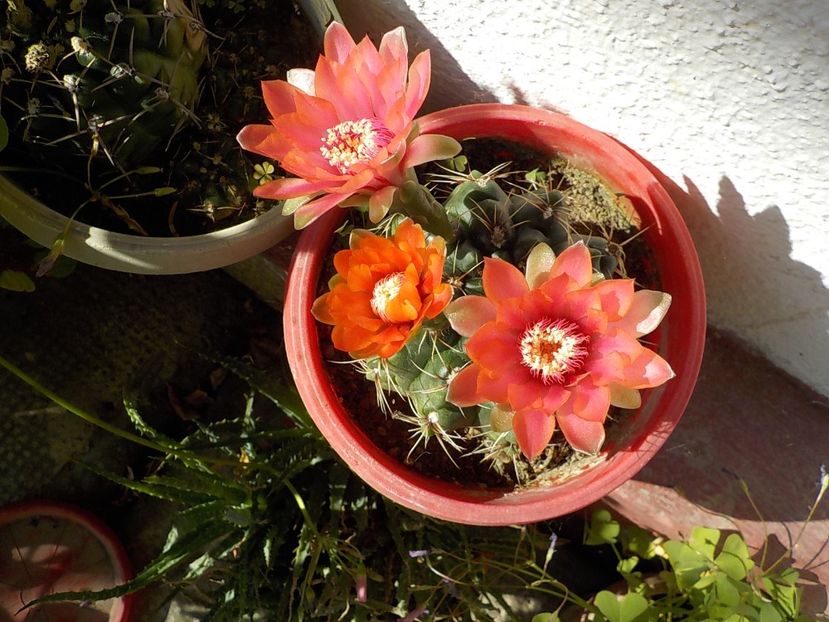  - gymnocalicium horstii