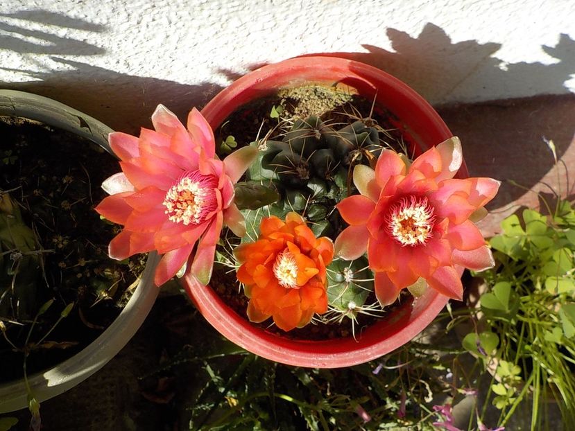  - CACTUSI si SUCULENTE