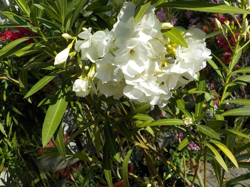  - mont blanc leandru nr 22