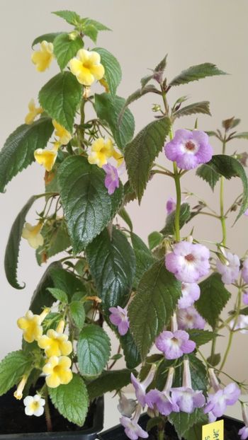  - 2025-AnYa s OLGA PIDPALA