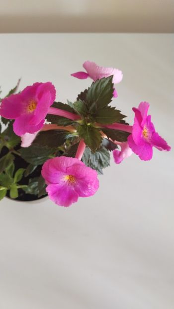  - 2025-BriD s Pink Lily
