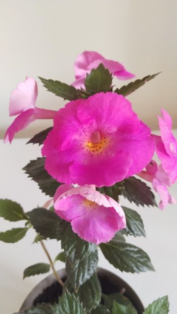  - 2025-BriD s Pink Lily