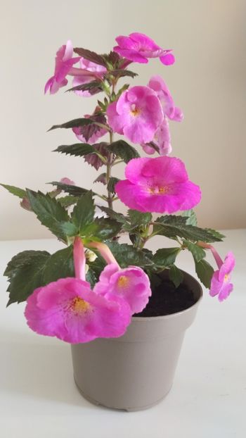  - 2025-BriD s Pink Lily