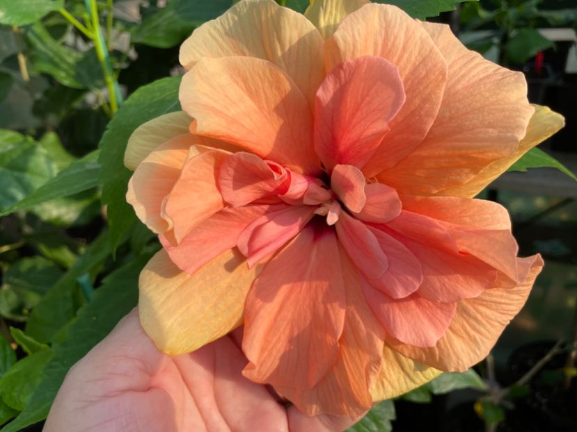  - Clasici - Apricot Dublu și Alb Dublu