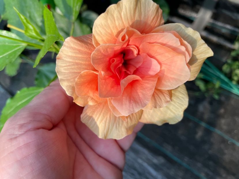  - Clasici - Apricot Dublu și Alb Dublu