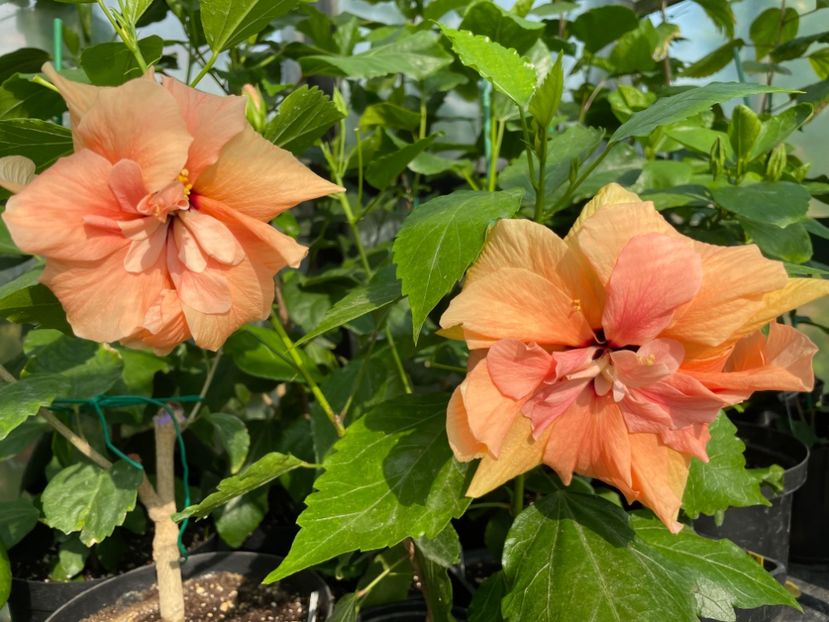  - Clasici - Apricot Dublu și Alb Dublu