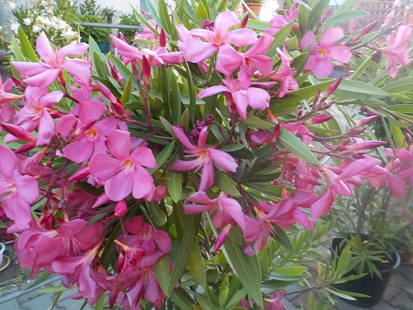  - maresciallo graziani nr 79