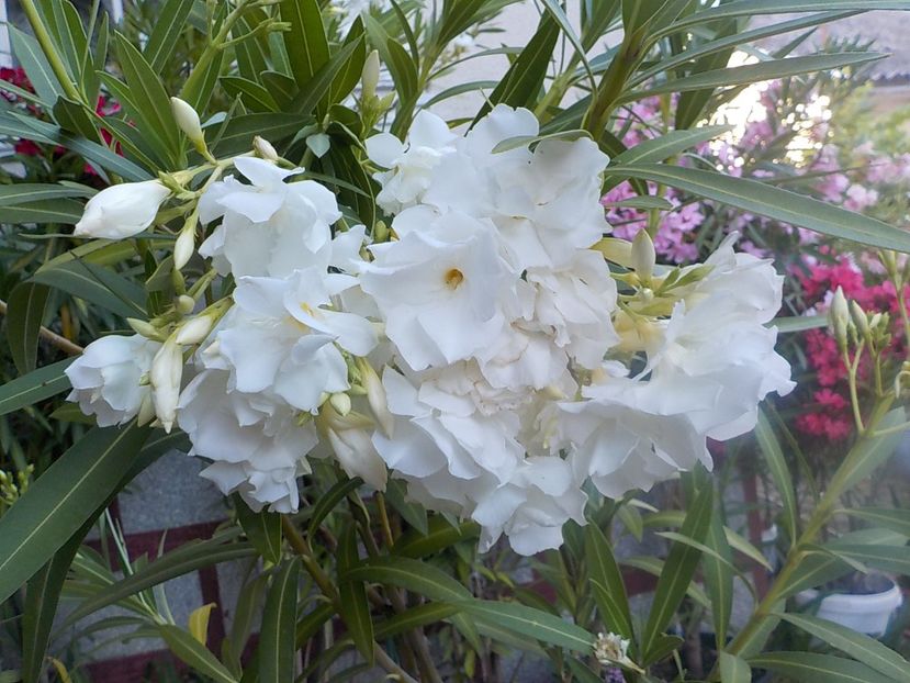  - mont blanc leandru nr 22