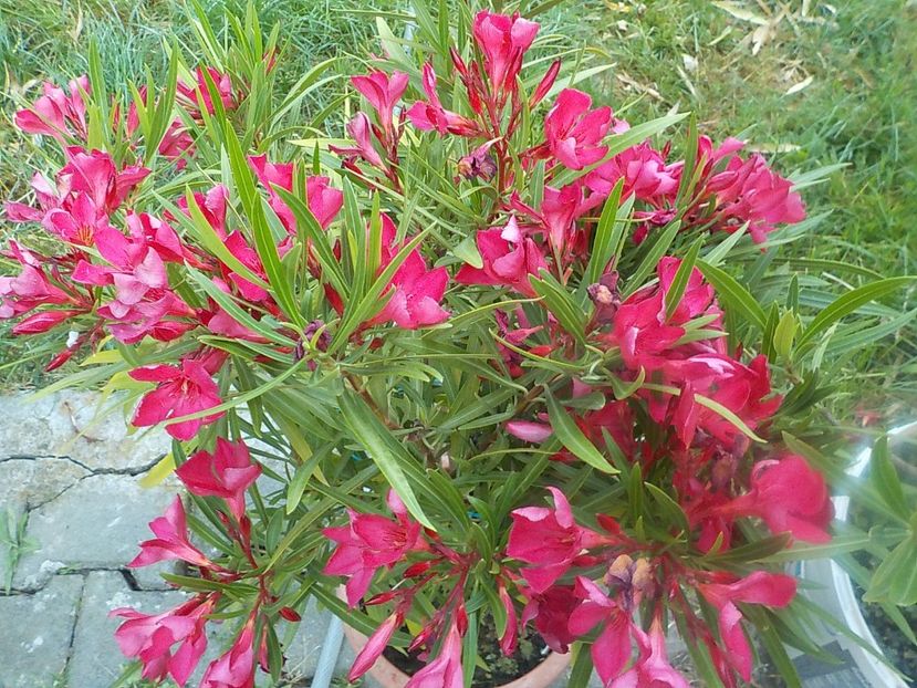  - hegies szirmus nr 63