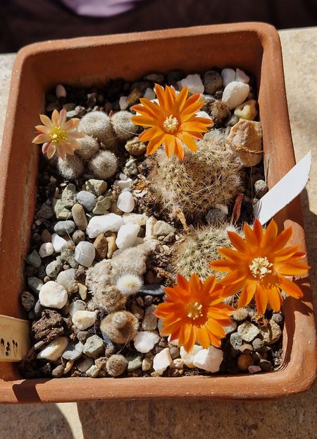 2025 - Rebutia