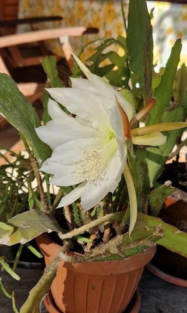20 - Epiphyllum