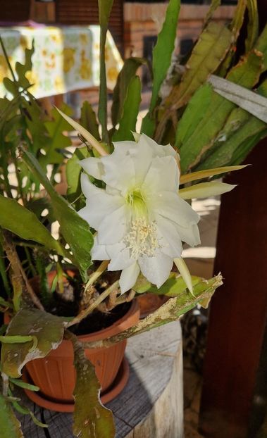  - Epiphyllum