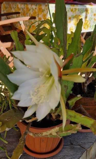  - Epiphyllum