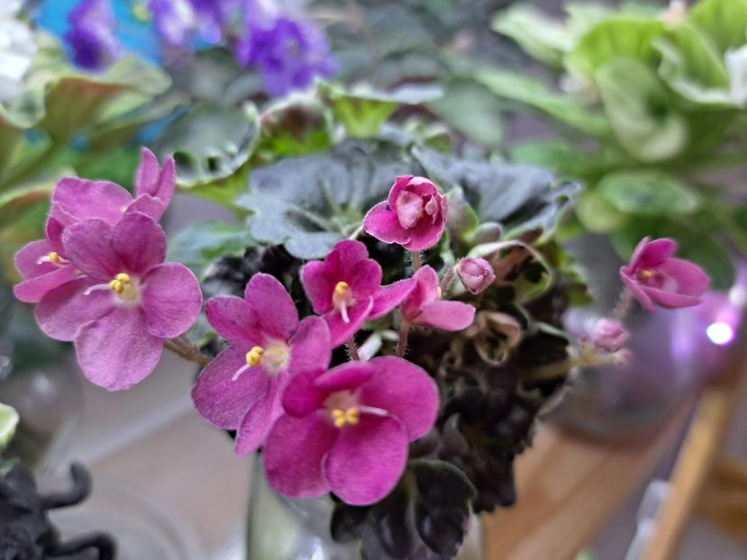  - Violeta Mac s Pizzicato Paradise