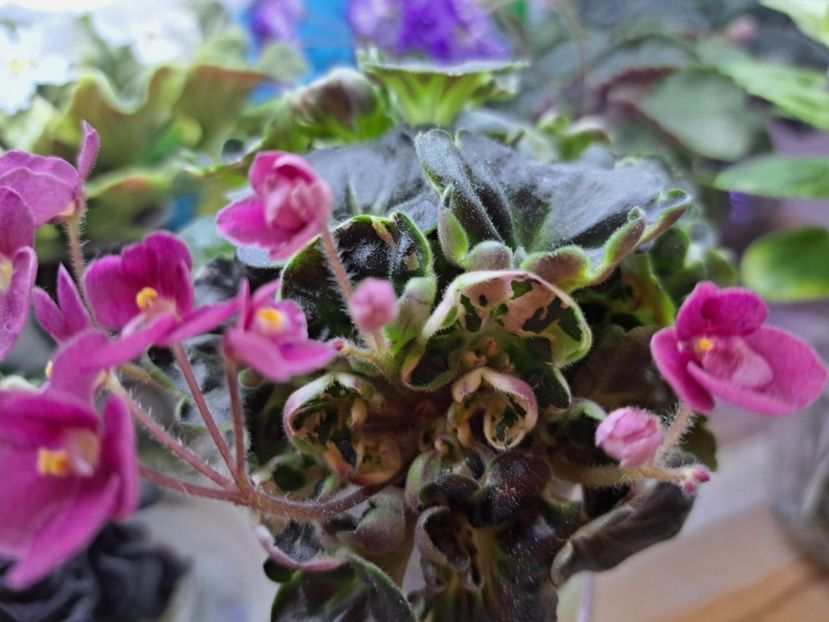  - Violeta Mac s Pizzicato Paradise