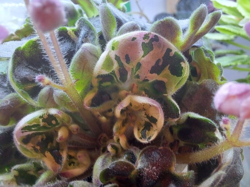  - Violeta Mac s Pizzicato Paradise