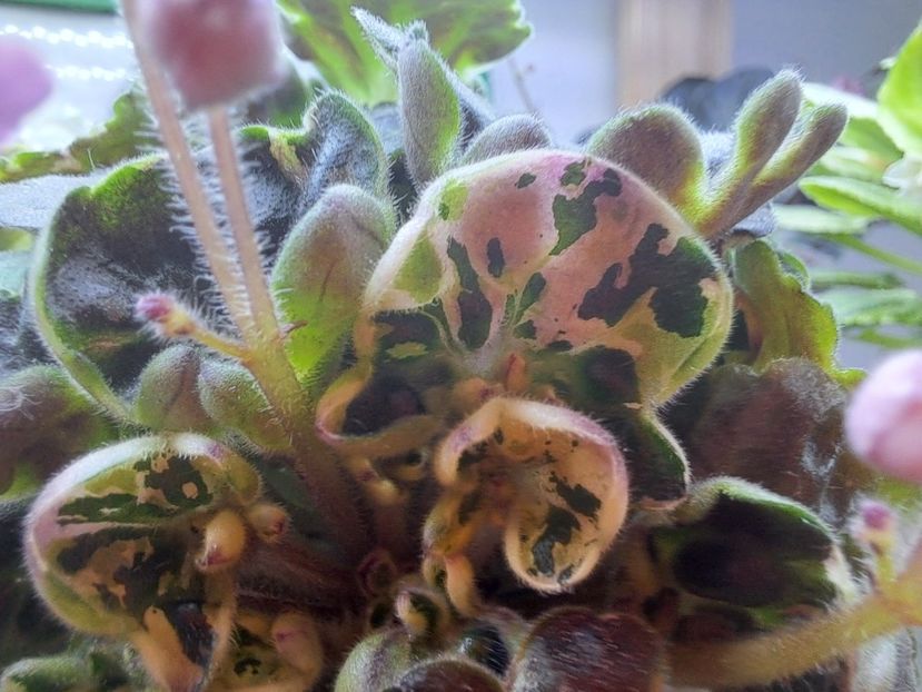  - Violeta Mac s Pizzicato Paradise