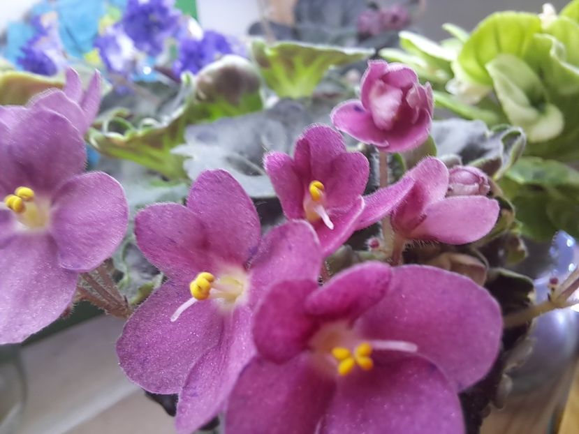  - Violeta Mac s Pizzicato Paradise