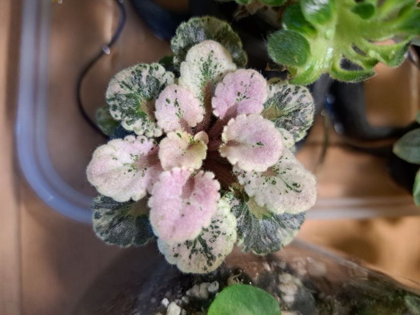  - Violeta Heavenly Girl