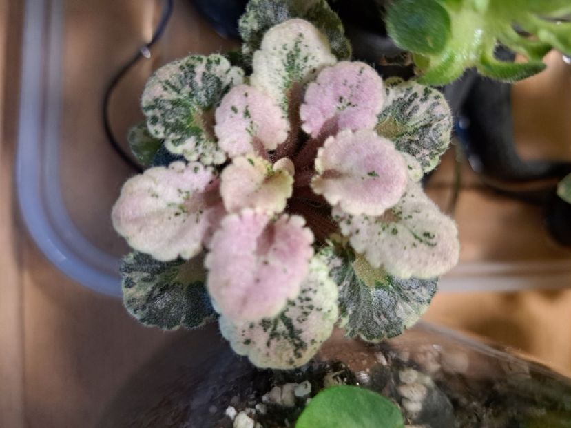  - Violeta Heavenly Girl