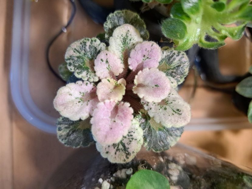  - Violeta Heavenly Girl