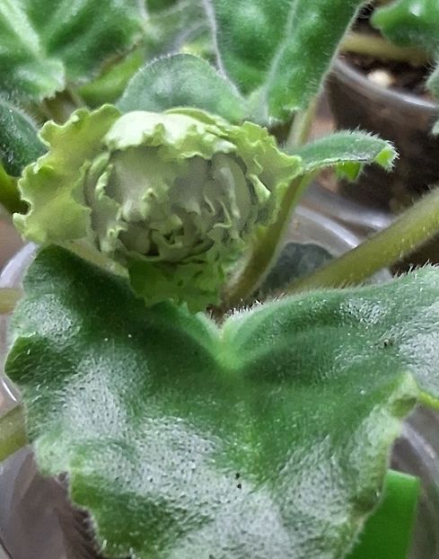  - EK Raspletalo Leto Kosy 2