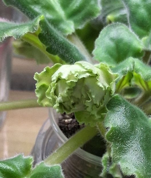  - EK Raspletalo Leto Kosy 2