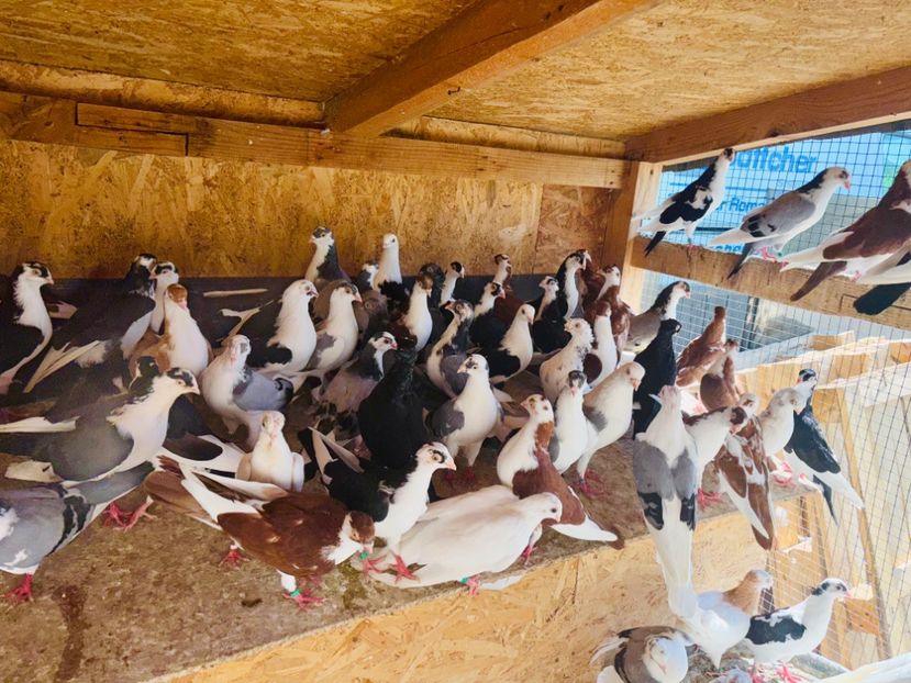  - Liberi de contract