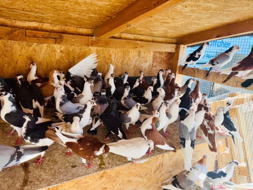  - Liberi de contract