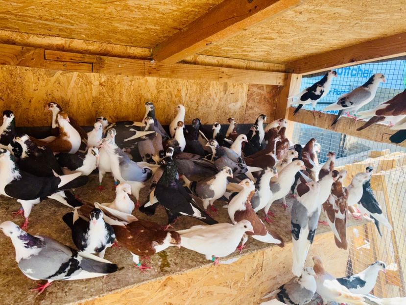  - Liberi de contract