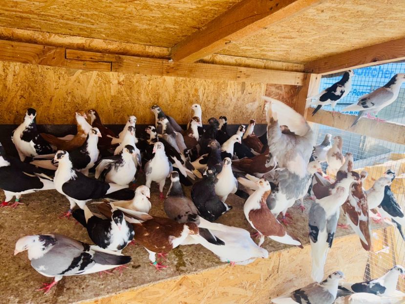  - Liberi de contract