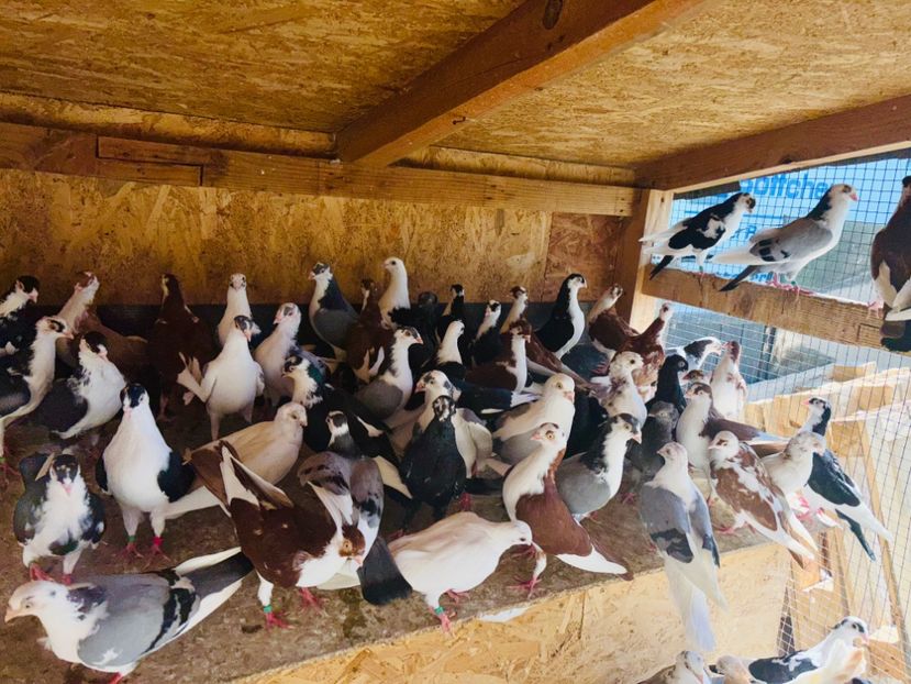  - Liberi de contract