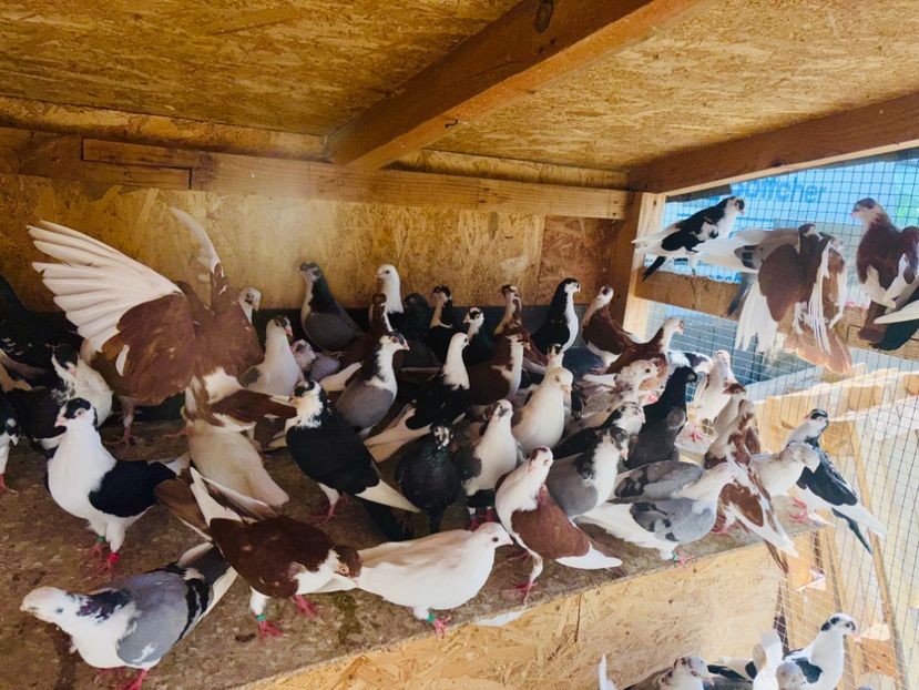  - Liberi de contract