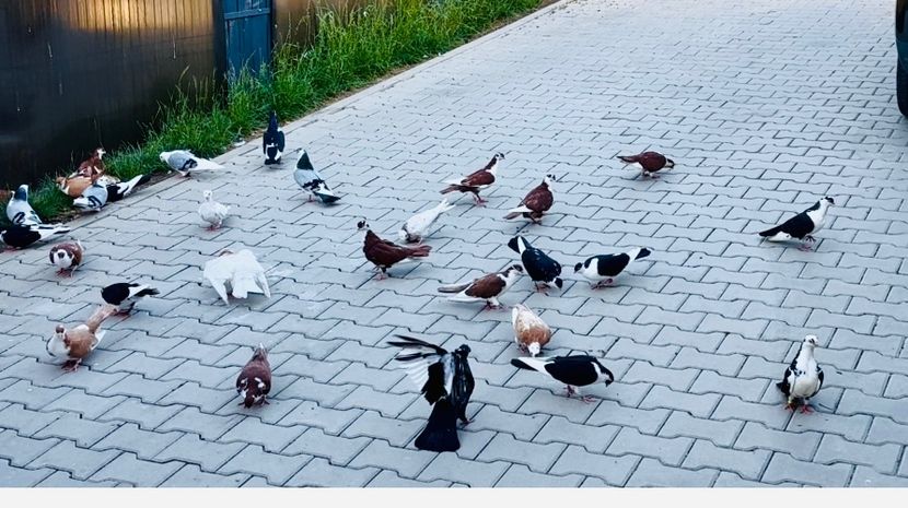  - Liberi de contract