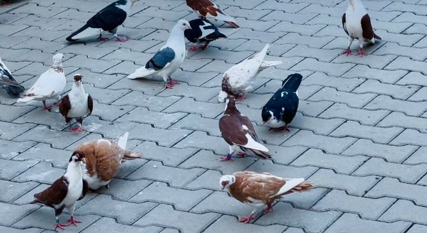  - Liberi de contract