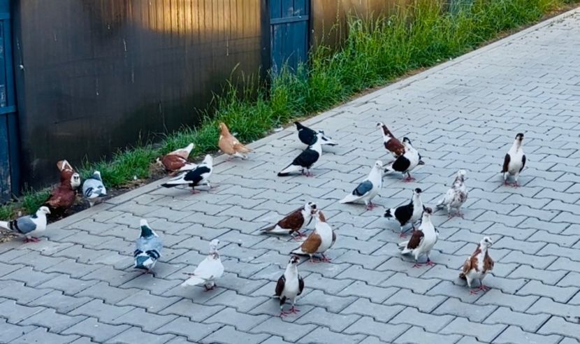  - Liberi de contract