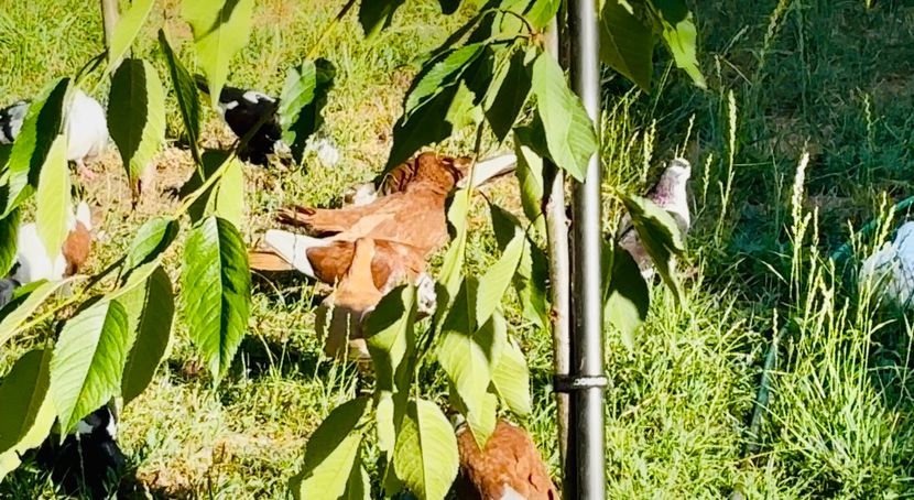  - Liberi de contract