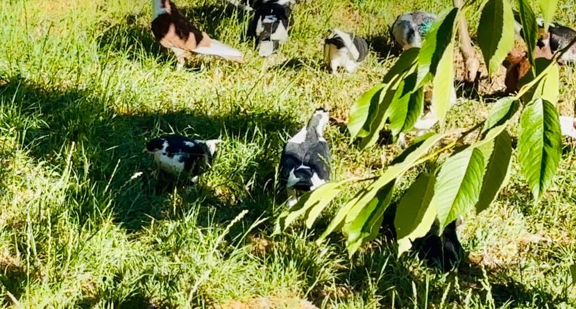  - Liberi de contract