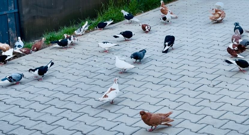  - Liberi de contract