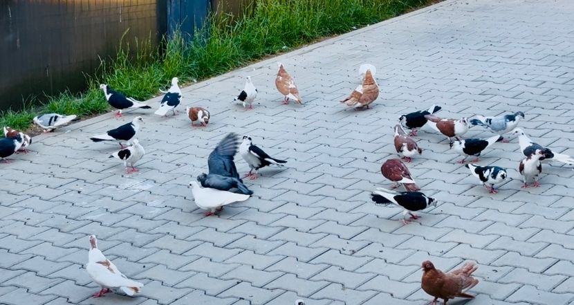  - Liberi de contract