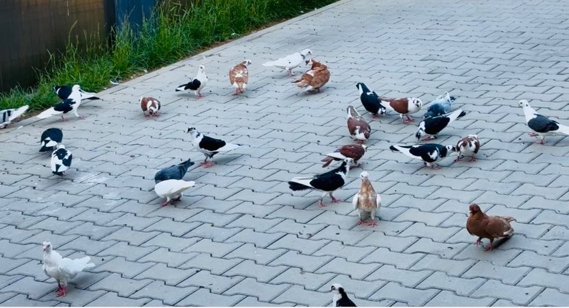  - Liberi de contract