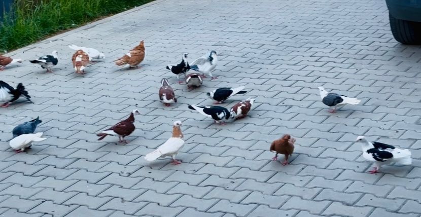  - Liberi de contract