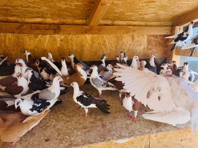  - Liberi de contract