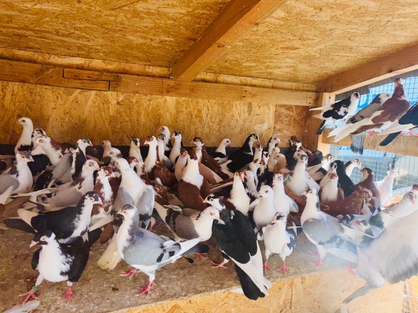  - Liberi de contract