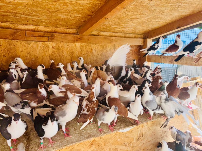  - Liberi de contract