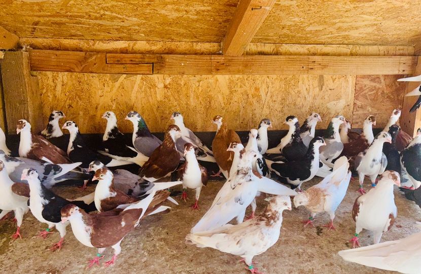  - Liberi de contract