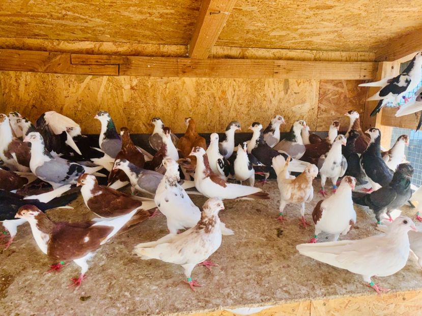  - Liberi de contract