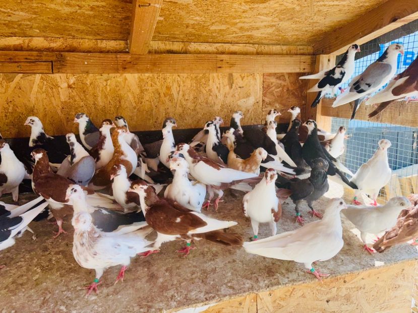  - Liberi de contract